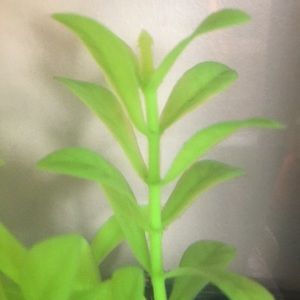 Meet your Posher, Galicena